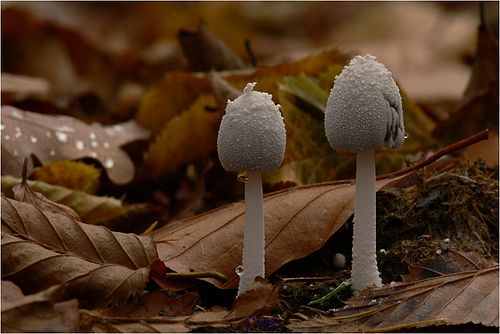 Coprinellus niveus